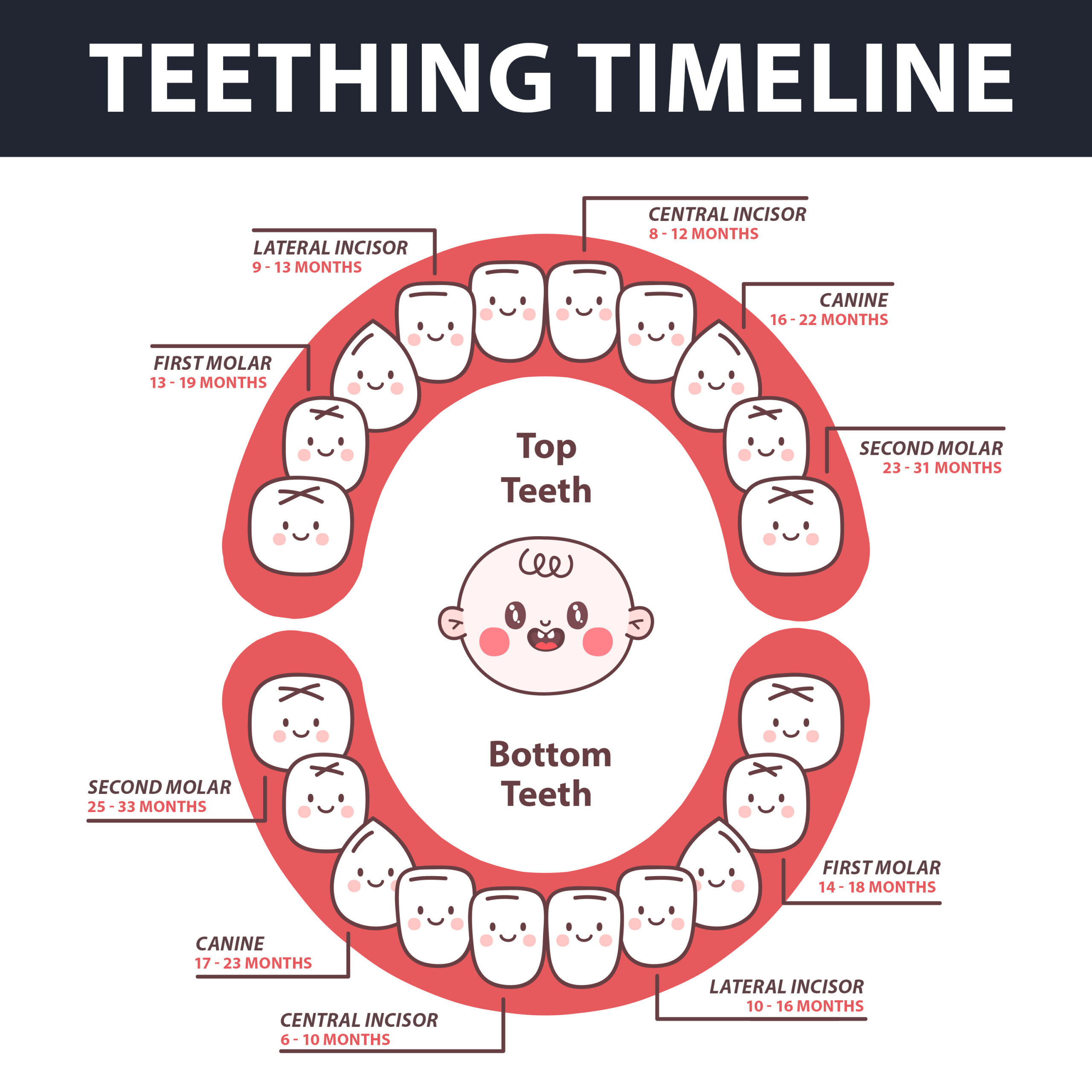 Granite Belt Dental Infographics Baby Teething Image
